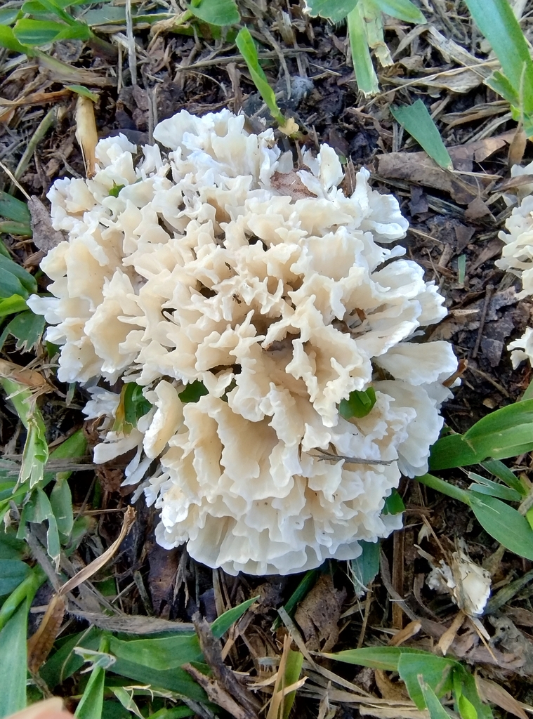 Irpex rosettiformis · January 2025 · photo: © lelacappelli (iNaturalist, cc0)