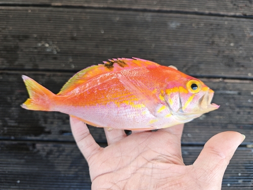Schlegel's red bass (Caprodon schlegelii) — Serranidae — 3