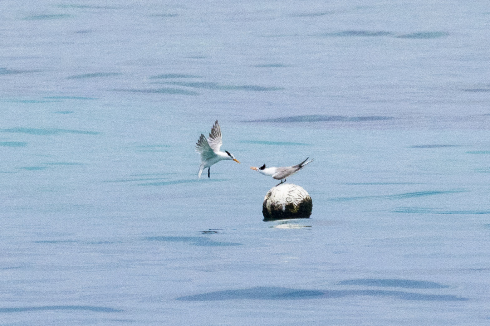 Lesser Crested Tern