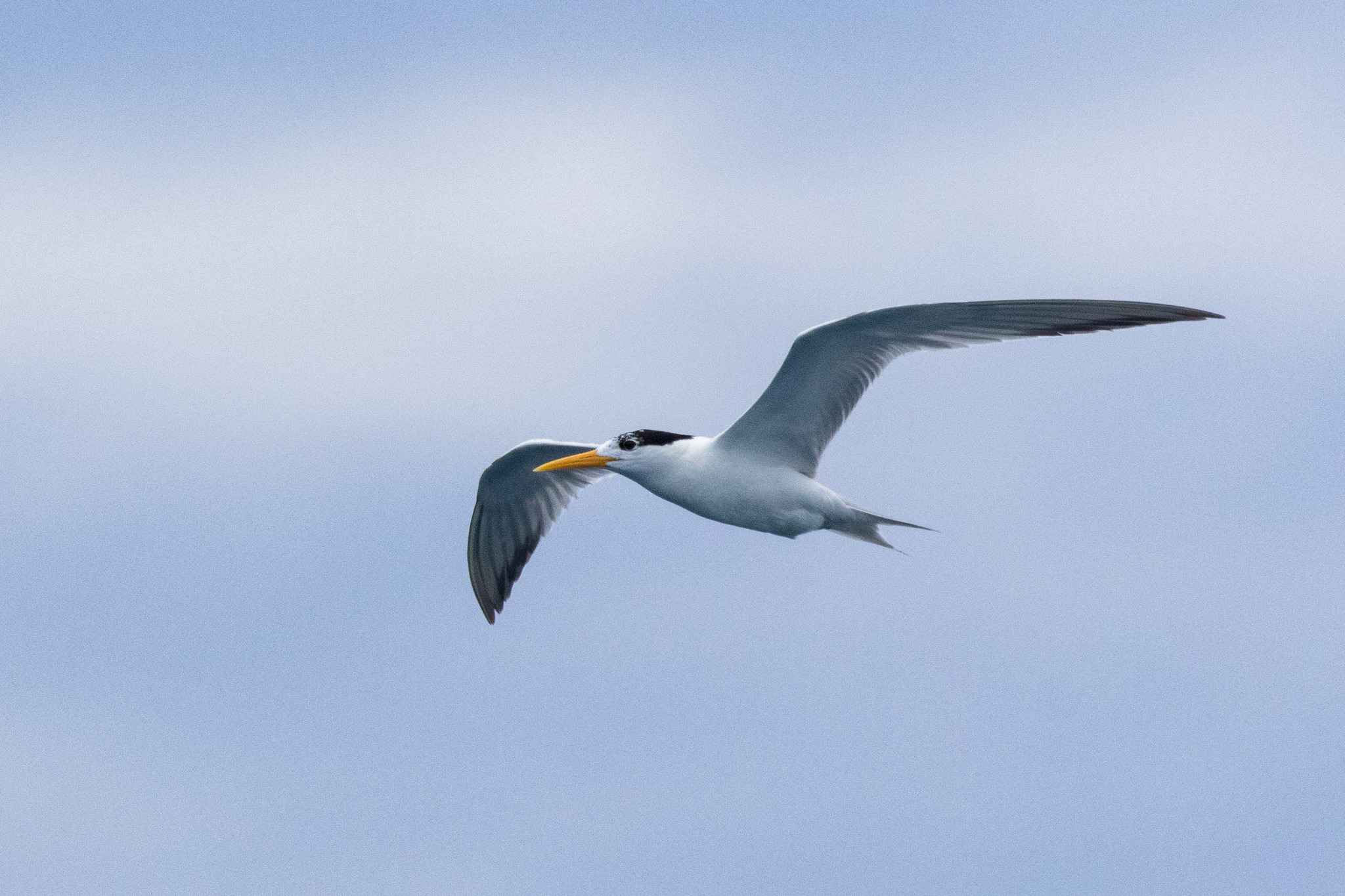 Lesser Crested Tern