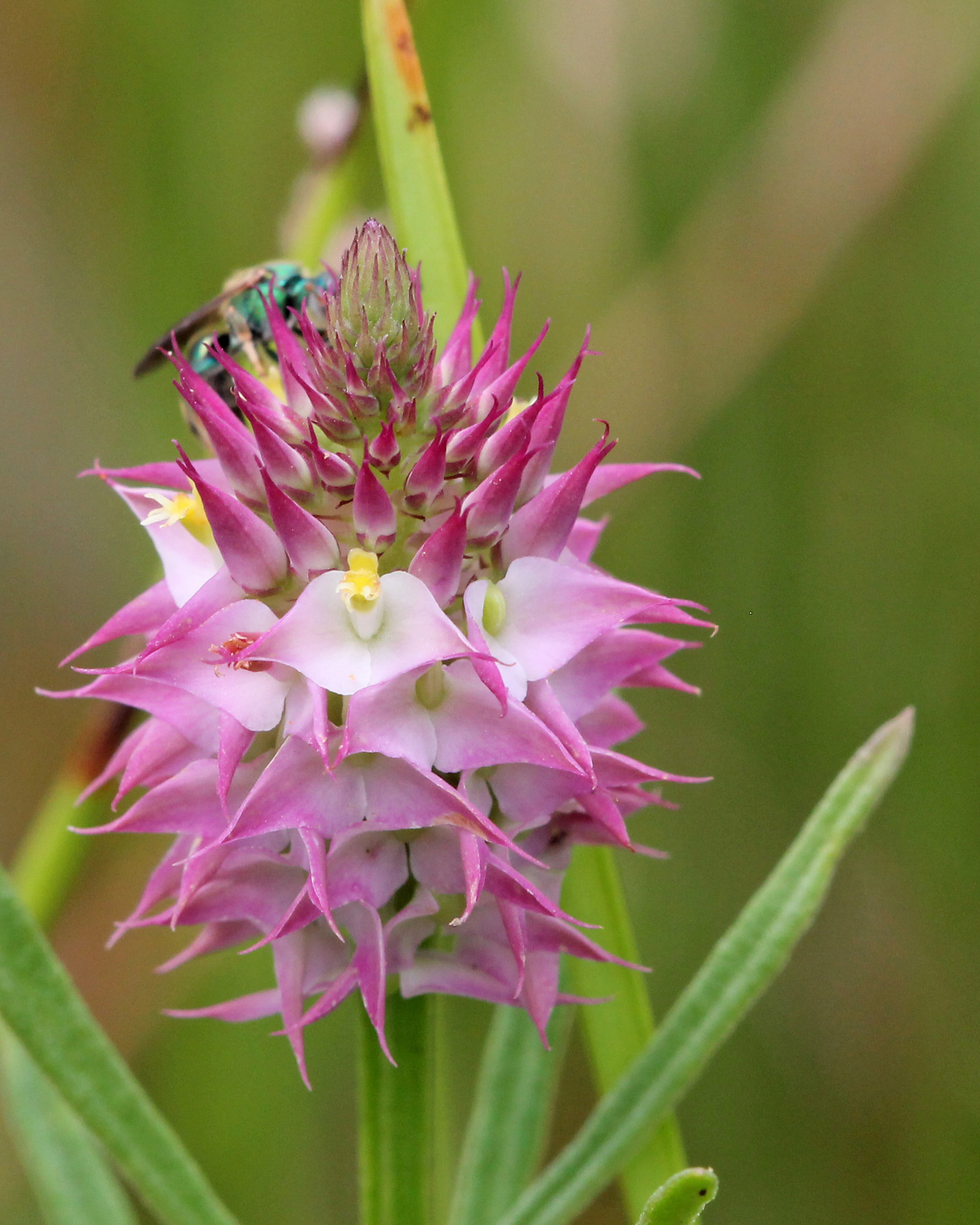 Polygala cruciata