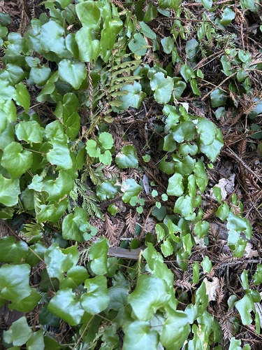 Foto de Vancouveria planipetala