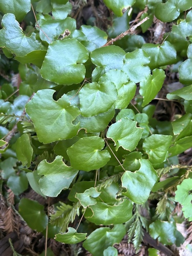 Foto de Vancouveria planipetala