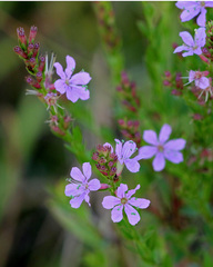 Lythrum alatum