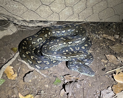 Coastal Carpet Python sighting