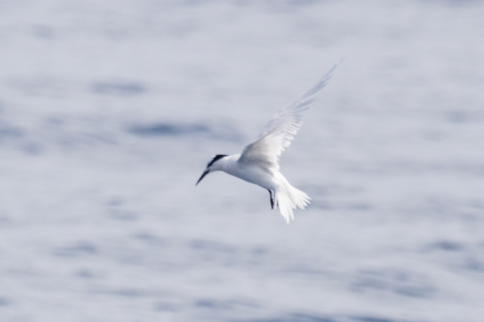 Black-naped Tern