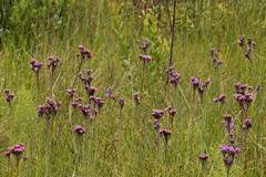 Carphephorus carnosus