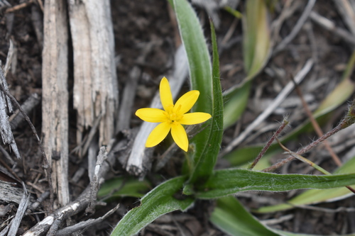 Hypoxis setosa (Hypoxis setosa)