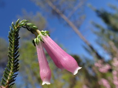 Erica diaphana, photograph (c) Ren Hoekstra, some rights reserved (CC BY)