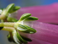 Erica diaphana, photograph (c) Ren Hoekstra, some rights reserved (CC BY)