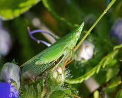 Rhynchomitra