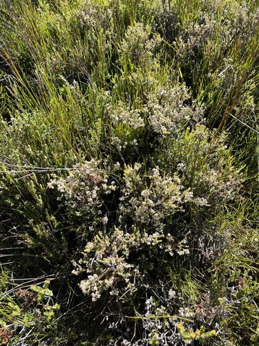 Image of Brunia cordata by (c) Ren Hoekstra, some rights reserved (CC BY)