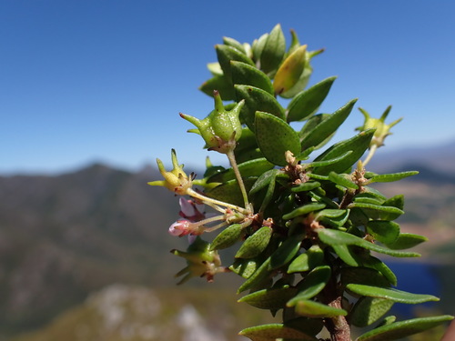 Image of Agathosma ovata by (c) Ren Hoekstra, some rights reserved (CC BY)