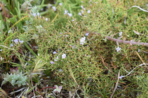 Image of Limonium scabrum by (c) Justin Ponder, some rights reserved (CC BY)