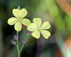 Linum floridanum