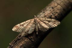 Eupithecia lanceata