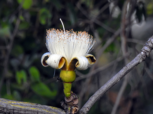 Pseudobombax marginatum (A.St.-Hil., A.Juss. & Cambess.) A.Robyns