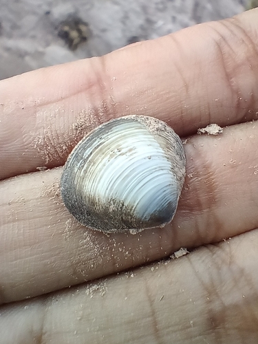 Purple-Nacre Clam