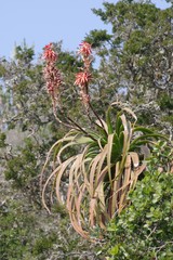 Aloe pluridens