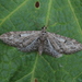 Eupithecia ochridata - Photo (c) Svyatoslav Knyazev,  זכויות יוצרים חלקיות (CC BY), הועלה על ידי Svyatoslav Knyazev