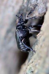 Osmoderma scabra