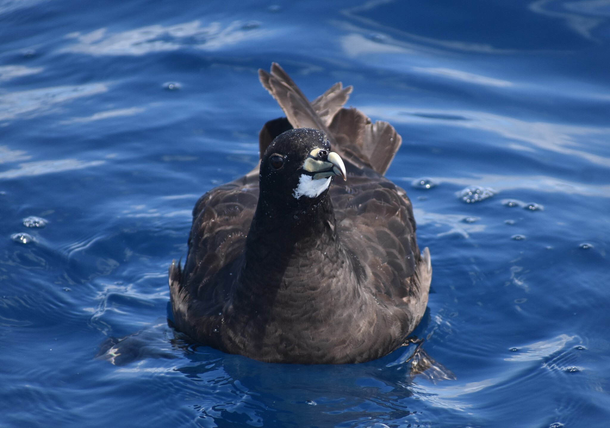 White-chinned Petrel (Procellaria aequinoctialis)