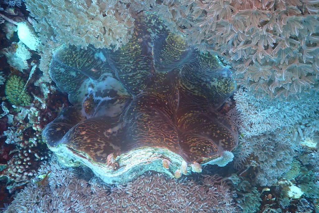 China clam (Hippopus porcellanus)