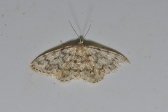 Idaea alyssumata