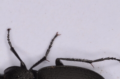 Licinus aequatus