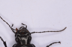 Licinus aequatus