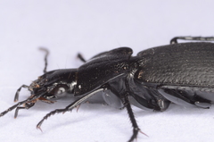 Licinus aequatus