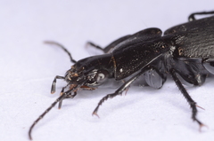 Licinus aequatus