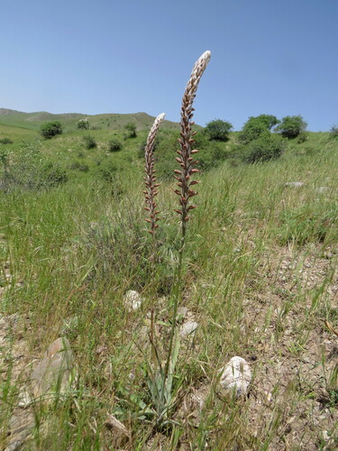 Eremurus comosus