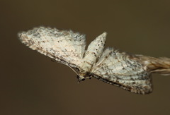 Eupithecia subumbrata
