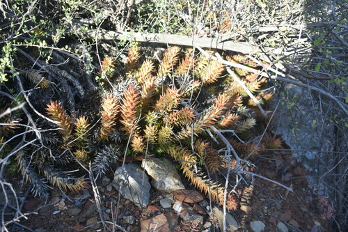 Astroloba spiralis
