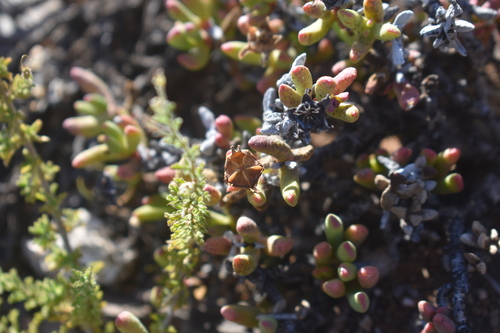 Grit-tip Nightfig (Hereroa aspera)