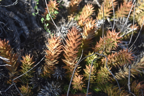Astroloba spiralis