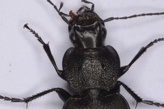 Licinus aequatus