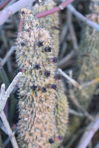 Edible True Ghaap (Hoodia pilifera)
