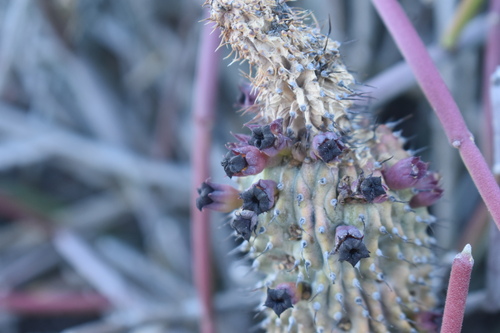 Ceropegia pilifera