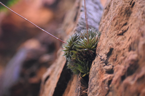 Haworthia vlokii