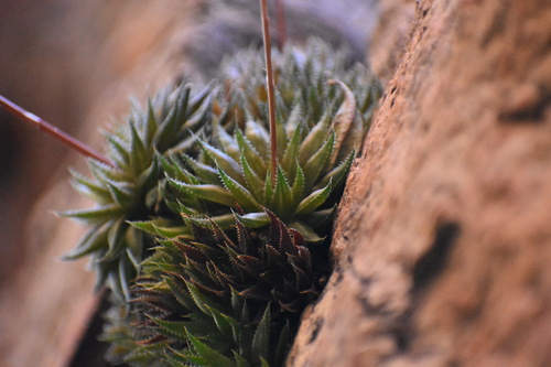 Swartberg Haworthia (Haworthia vlokii)