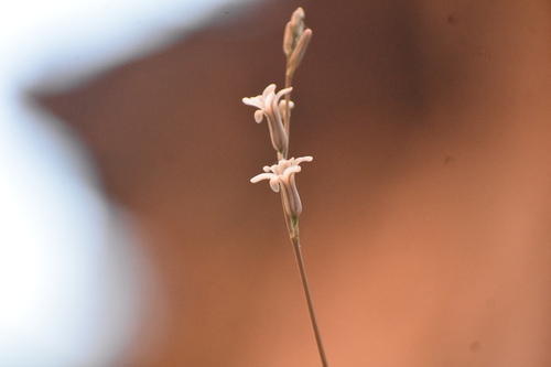 Image of Haworthia vlokii by (c) Justin Ponder, some rights reserved (CC BY)