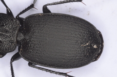 Licinus aequatus