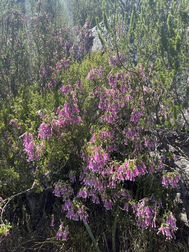 Veil Heath (Erica diaphana)