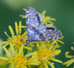 Petrophila canadensis