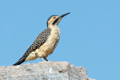 Andean Flicker photo 2