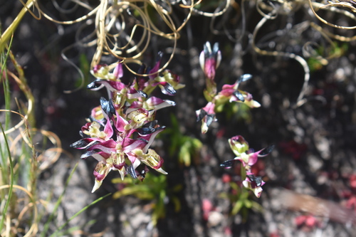 Image of Disa atricapilla by (c) Justin Ponder, some rights reserved (CC BY)