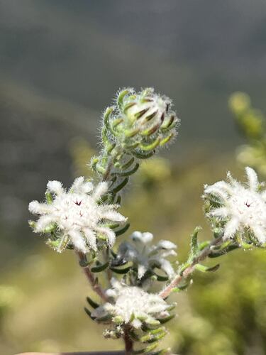 Keet Hardleaf (Phylica keetii)