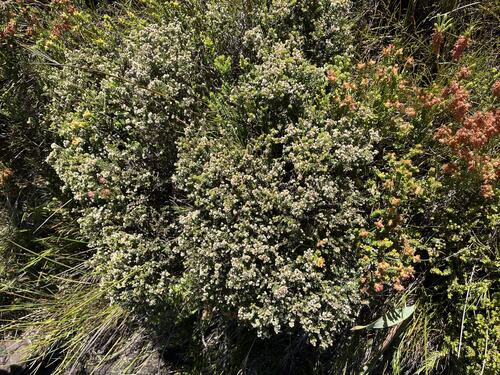 Brunia cordata (Brunia cordata)